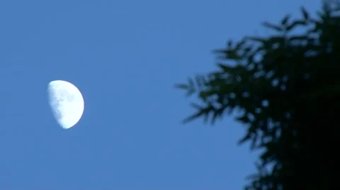 Moon behind branches Video stock 62649812