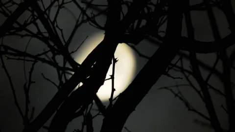 Moon behind the branches of a tree with ... | Stock Video | Pond5