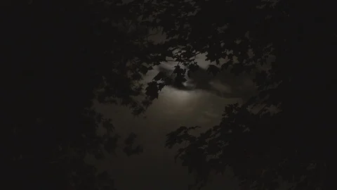 Moon behind clouds through trees Stock Footage 86925757