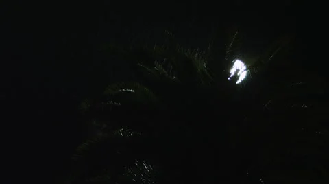 Moon behind palm branches in the rain Vídeo Stock 59198458