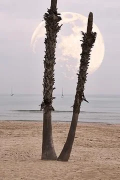 Moon behind palm tree in the beach Stock Photos
