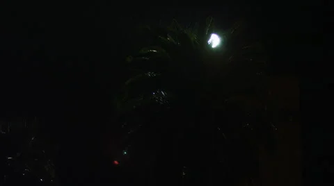Moon behind a palm tree in the rain Vídeo Stock 59198443