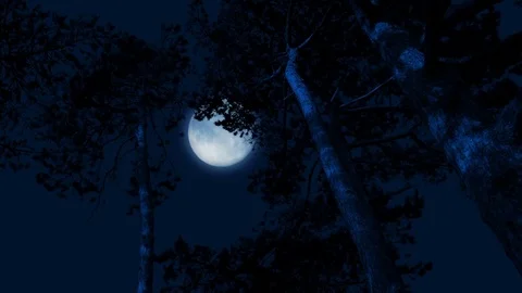 Moon Behind Tall Forest Trees In The Wind Vídeo Stock 82912528