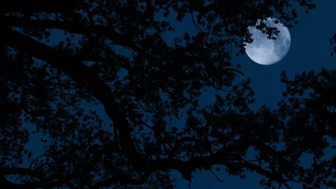 Moon Behind Tree Branches On Windy Night Stock Footage