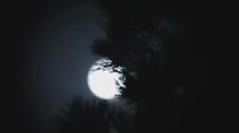 Moon behind the tree Stock Footage 34838956