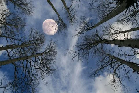Moon behind tree Stock Photos