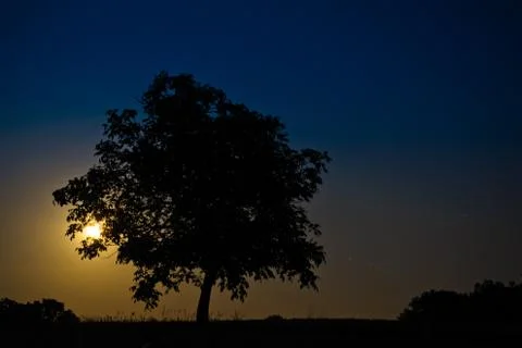 Moon behind tree Foto stock
