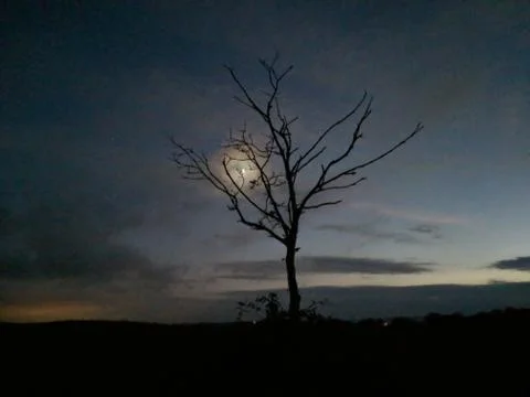 Moon Behind Tree Stock Photos