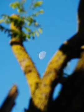 The moon behind the tree Stock Photos