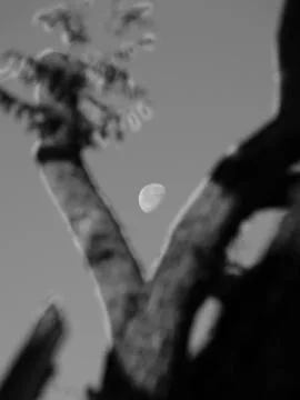 The moon behind the tree Stock Photos