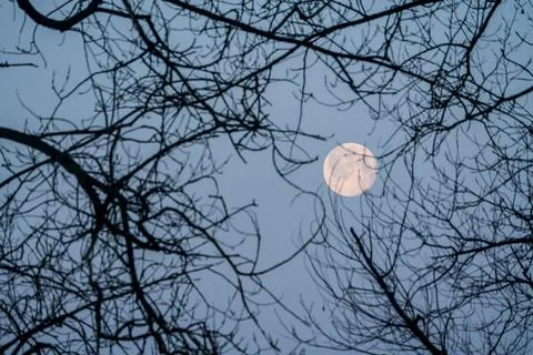 Moon behind the tree Stock Photos