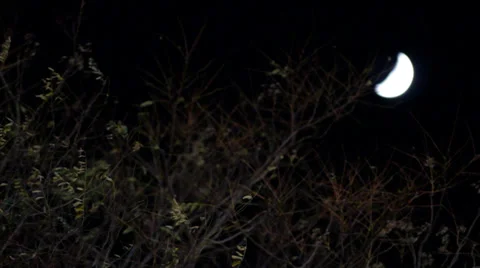 Moon Behind Trees Stock Footage 34851175