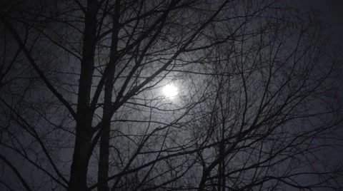 THE MOON BEHIND THE TREES Stock Footage 68859322