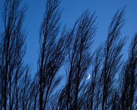 Moon behind trees Stock Photos