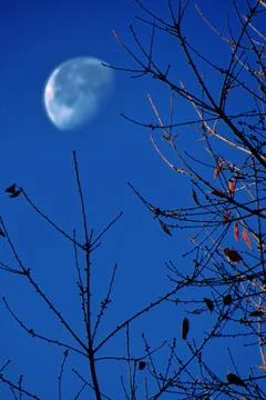 The moon behind the trees. Stock Photos