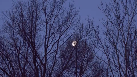 Moon behind trees in springtime Stock Footage 267076504