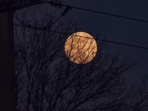 Moon behind trees at sunset Stock Photos
