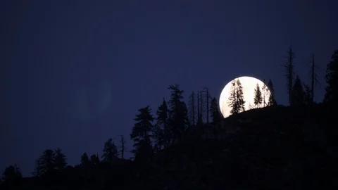 Moon Behing The Trees Stock Footage 92320983