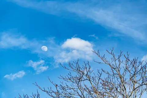 Moon Between Branches and Clouds 스톡 사진