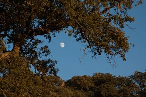 The moon between the branches of an old holm oak tree in a landscape of the p Stock Photos