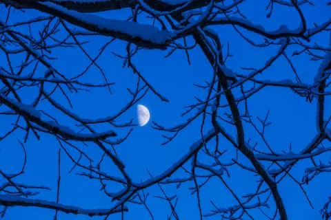 The moon between the branches Foto stock