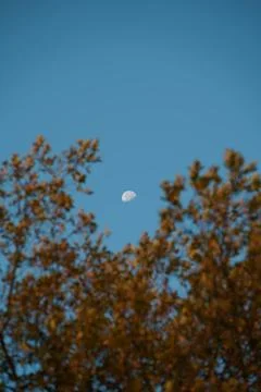 The moon between the foliage of the trees Foto stock