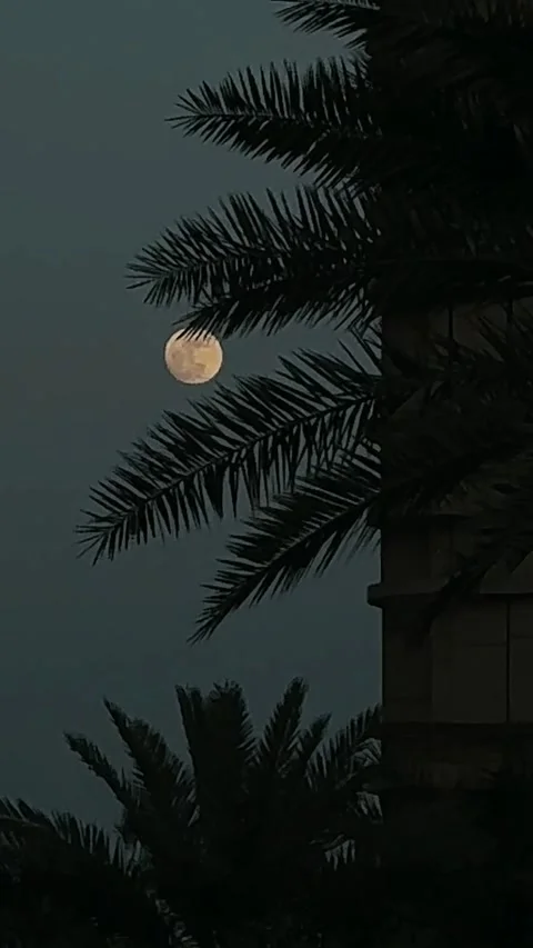 Moon Between Palm Trees with Slow Zoom In Stock Footage 343946253