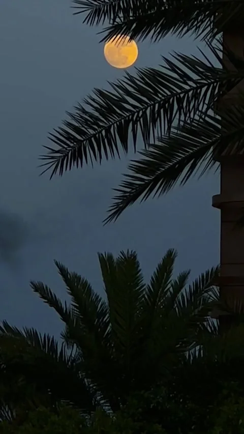 Moon Between Palm Trees with Slow Zoom In 2 Stock Footage 343946697