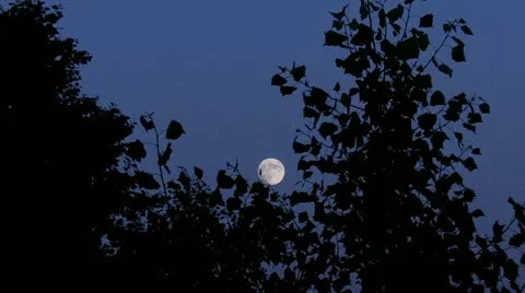 Moon between trees 動画素材 11300512