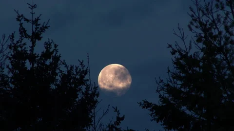 Moon Between Trees Stock Footage 48863921