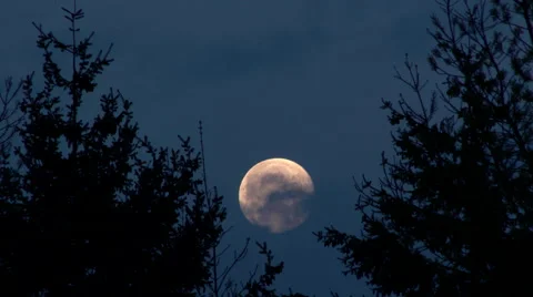 Moon Between Trees Timelapse Stock Footage 48865285
