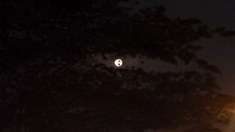 Moon beyond Dark Tree Stock Footage 311056313