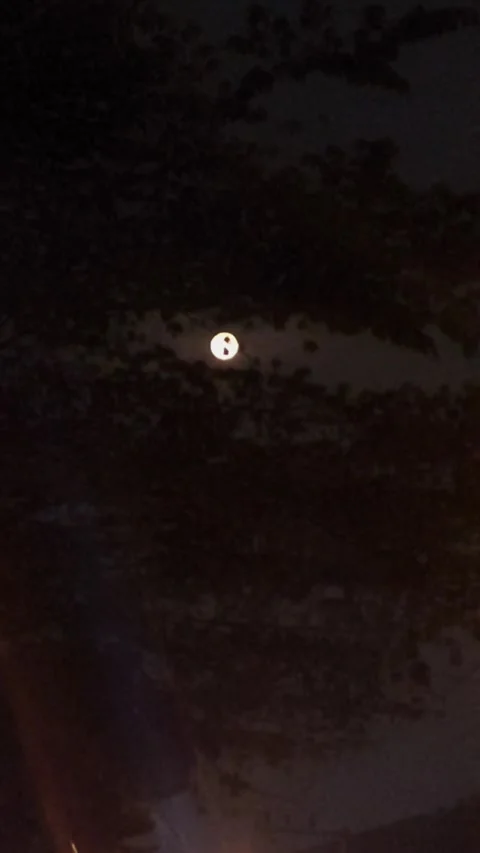 Moon beyond Dark Tree, Vertical Footage Stock Footage 311056314