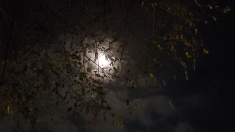 Moon Beyond Tree, Dark Night Stock Footage 279837171