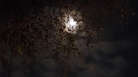 Moon Beyond Tree, Night Video stock 279837168