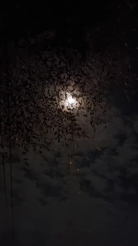 Moon Beyond Tree Part 1 Stock Footage 279836938