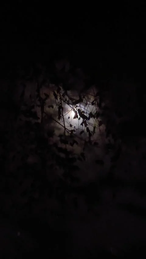 Moon Beyond Tree Part 3 Stock Footage 279837038