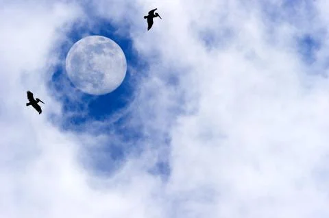Moon Birds Stock Photos