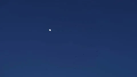 Moon birds sky. Video stock 180942936