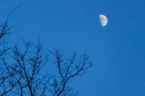 Moon in the blue sky through the branches Foto stock