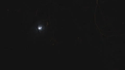 Moon with branch in foreground Stock Footage 147765476