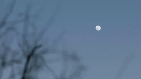 Moon with branches at blue hour Stock Footage