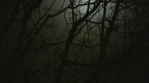 Moon in branches panning Stock Footage 342500