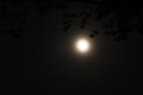 The Moon with Branches of a Tree Stock Photos