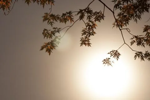 The Moon with Branches of a Tree Stock Photos