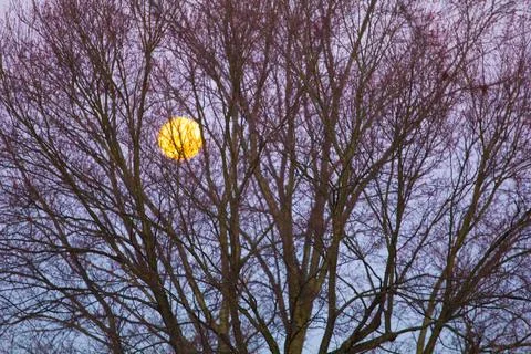The Moon with Branches of a Tree Stock Photos