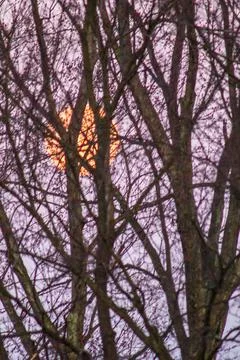 The Moon with Branches of a Tree Stock Photos