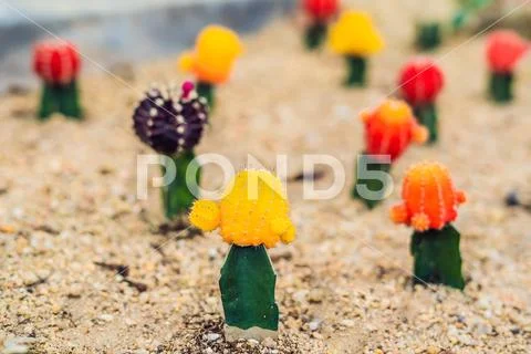 Moon Cactus or Gymnocalycium mihanovichii, the Mutant Cactus Grafted on to Hy Stock Photos
