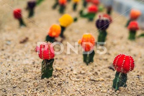 Moon Cactus or Gymnocalycium mihanovichii, the Mutant Cactus Grafted on to Hy Stock Photos