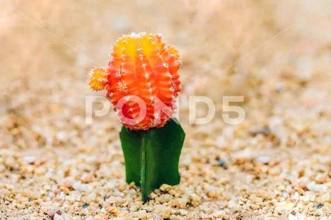 Moon Cactus or Gymnocalycium mihanovichii, the Mutant Cactus Grafted on to Hy Stock Photos